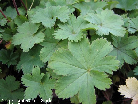 Alchemilla erythropoda, reunuspoimulehti